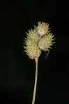 Britton's sedge